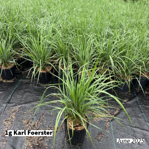 June 2025 1g Karl Foerster Group for Website